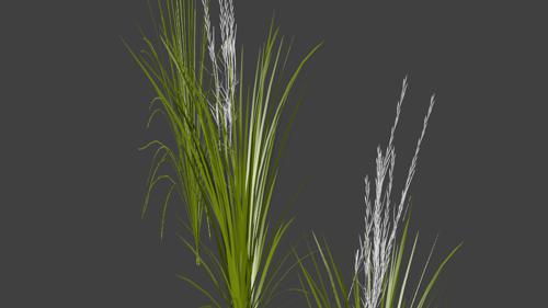 Rice Crop preview image